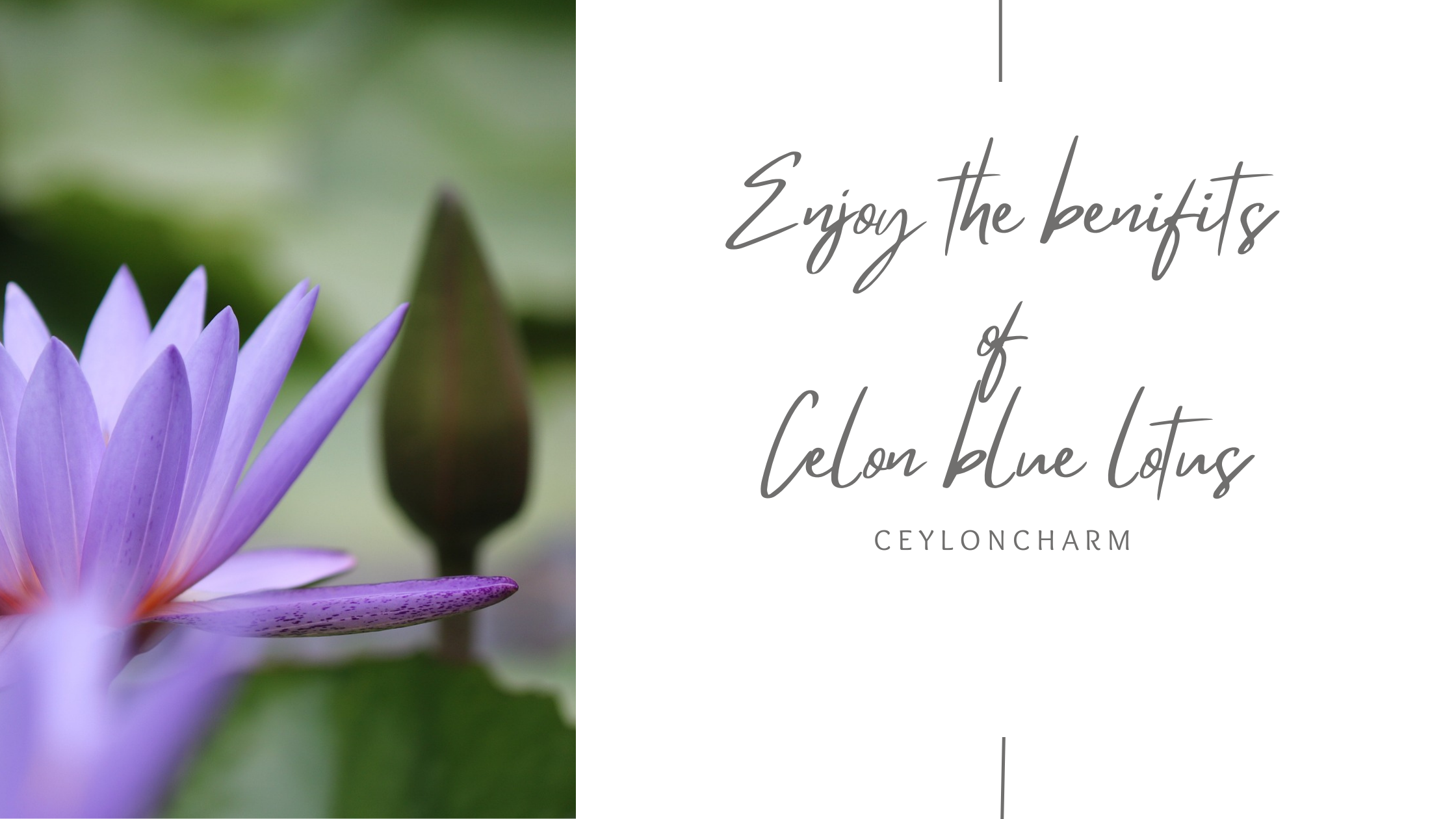 "Unveiling the Serenity: The Health Benefits of Ceylon Blue Lotus"