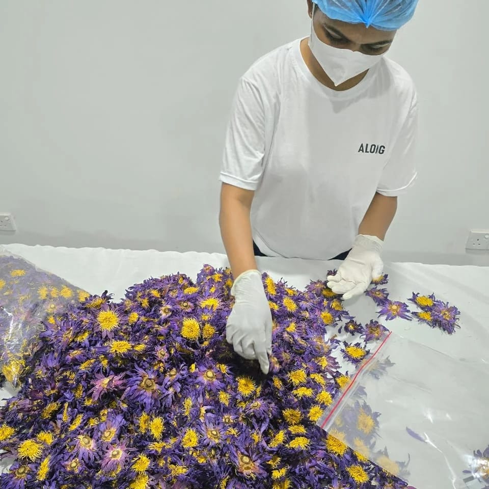 BLUE LOTUS Nymphaea CaeruleaHand Picked Dried Flower | 100% Organic Ceylon Natural Herbal Flowers